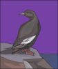 Guillemot On Rock Clip Art